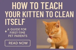 Home 1 How To Teach A Kitten To Clean Itself